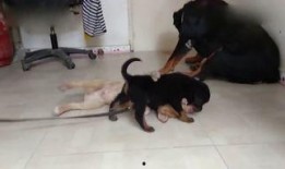 狗狗最新爆料视频下载大全,萌宠瞬间，笑料横生