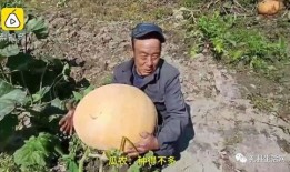 礼县网红吃瓜事件真相是真的吗,真相揭秘，还原事件始末